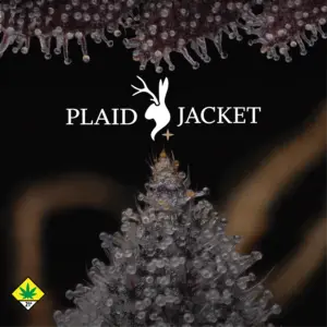 Floyd's Cannabis Event Plaid Jacket Vendor Day - Everett