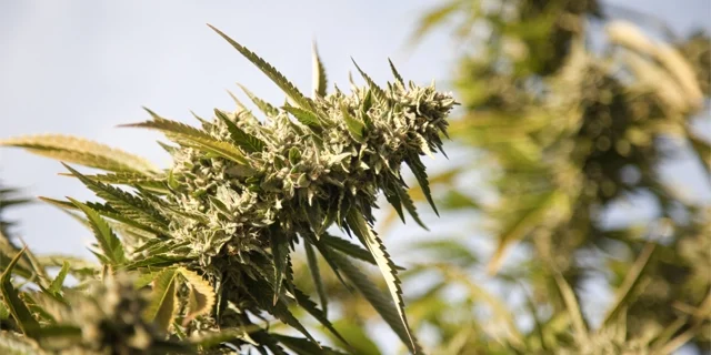 Floyd's Cannabis FAQ